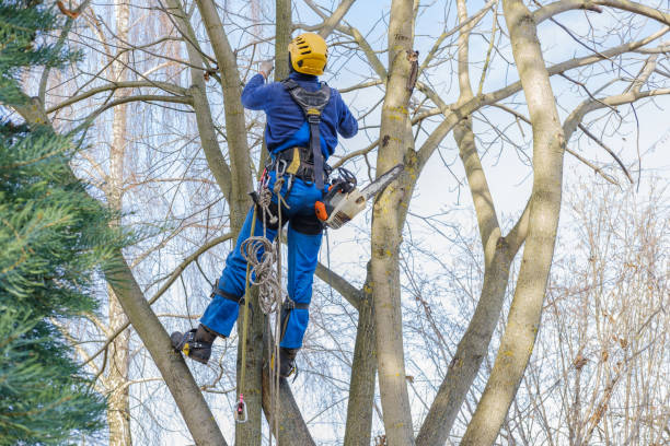 Best Stump Grinding and Removal  in North Warren, PA