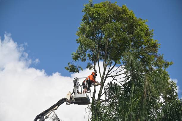 Best Tree and Shrub Care  in North Warren, PA