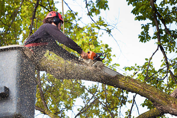 Best Firewood Processing and Delivery  in North Warren, PA