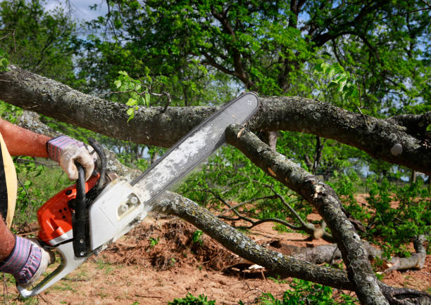 Best Tree Maintenance Programs  in North Warren, PA