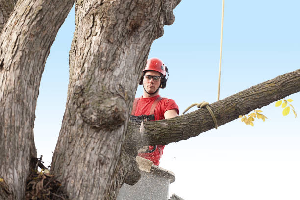 Mulching Services in North Warren, PA